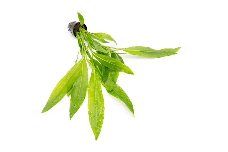 Echinodorus Peruensis *PLEASE CONTACT FOR AVAILABILITY BEFORE ORDERING