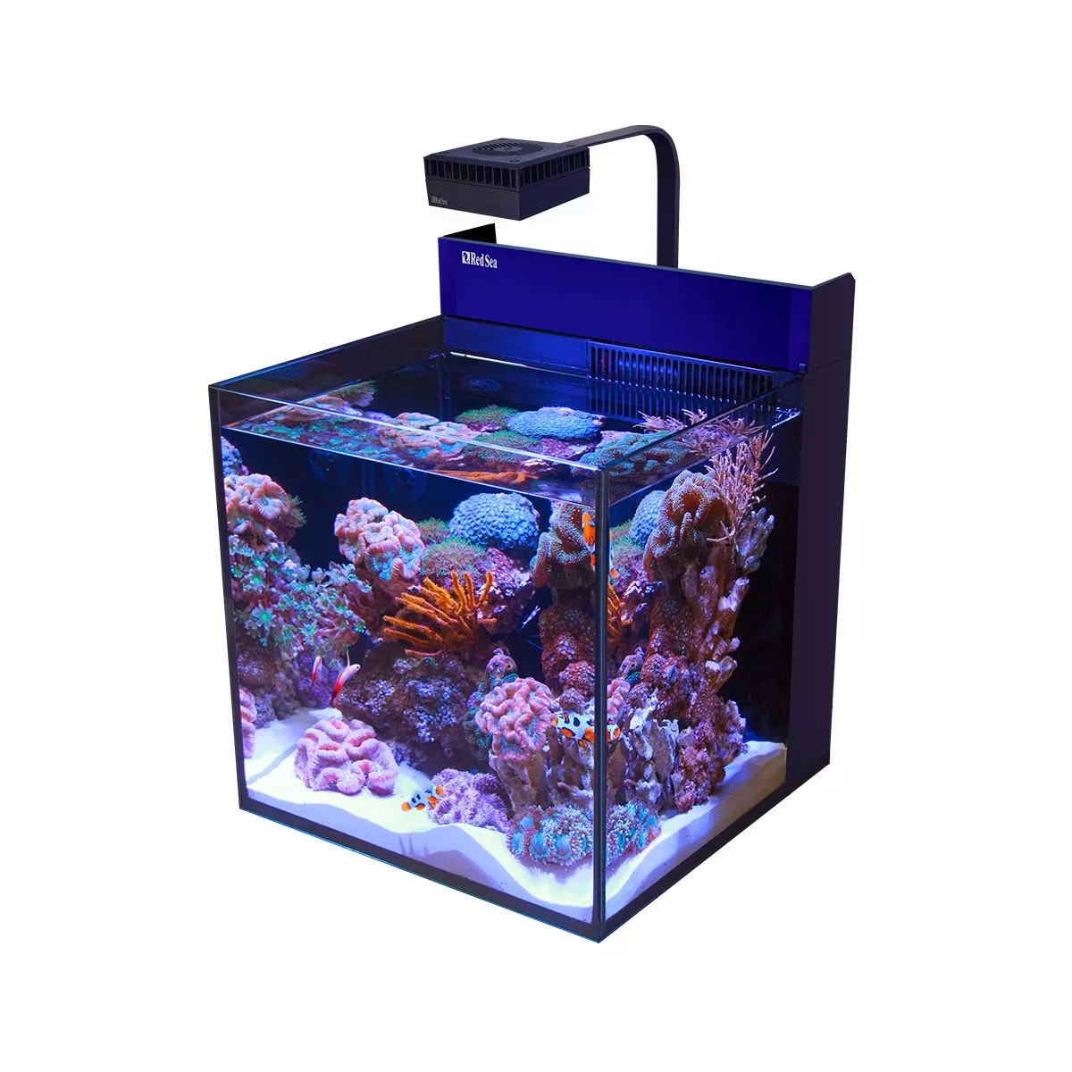 20 Gallon LIVE CORALS REEF WITH FISH Aquarium Complete Set Up (LOCAL ONLY, NO OUT OF STATE*)