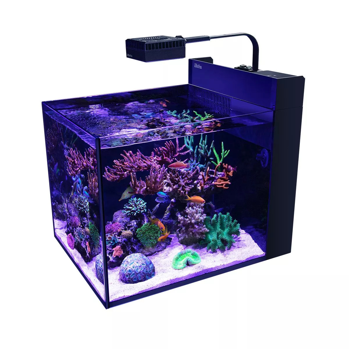 26 Gallon LIVE CORALS REEF WITH FISH Aquarium Complete Set Up (LOCAL ONLY, NO OUT OF STATE*)