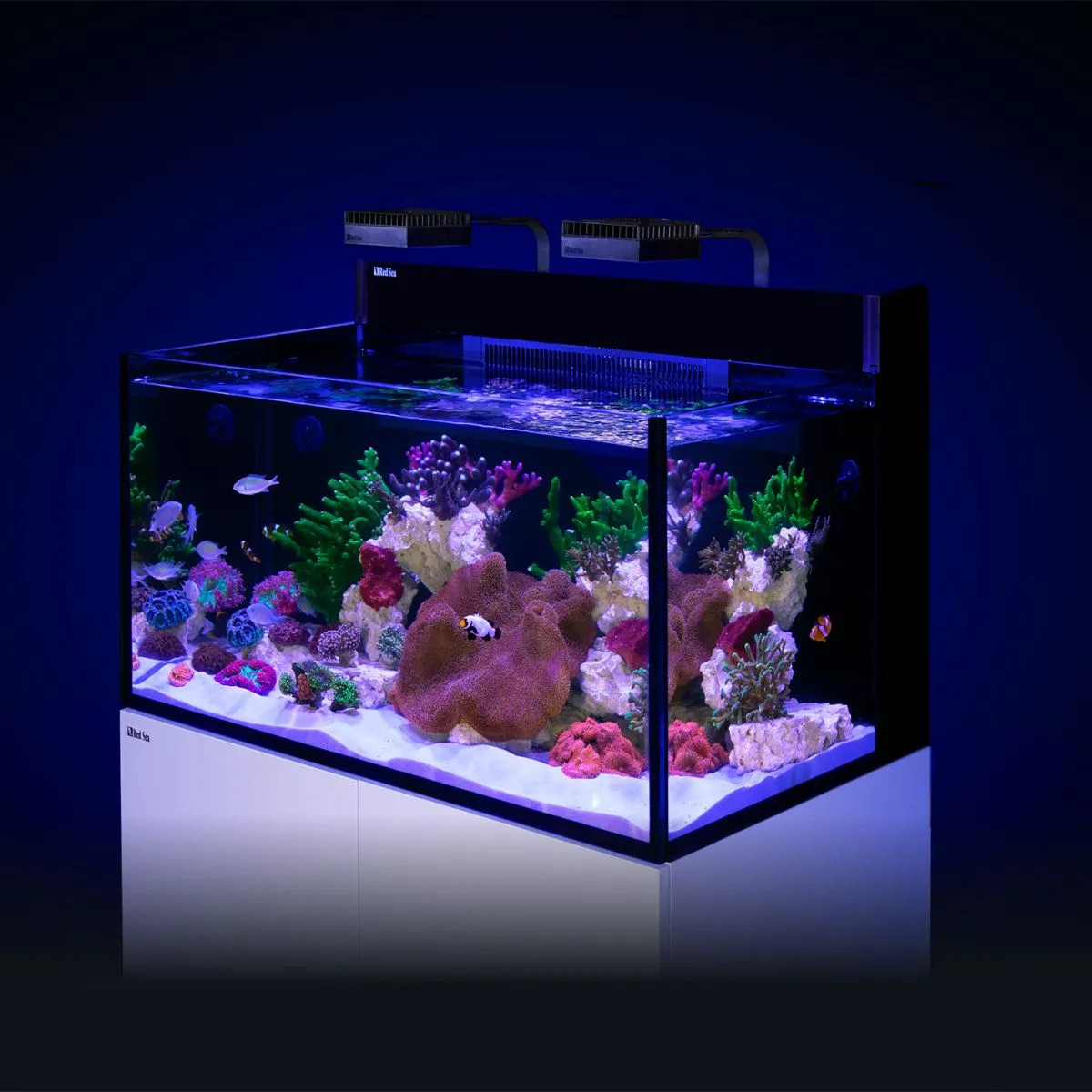 53 Gallon LIVE CORALS REEF WITH FISH Aquarium Complete Set Up  (LOCAL ONLY, NO OUT OF STATE*)