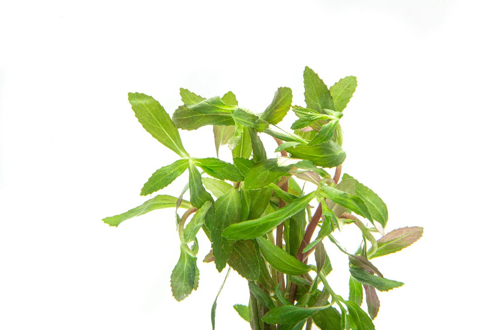 Limnophila Belem