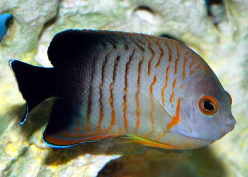 + Eibli Angel *PLEASE CONTACT FOR AVAILABILITY BEFORE ORDERING