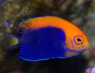 + Flameback Angel *PLEASE CONTACT FOR AVAILABILITY BEFORE ORDERING