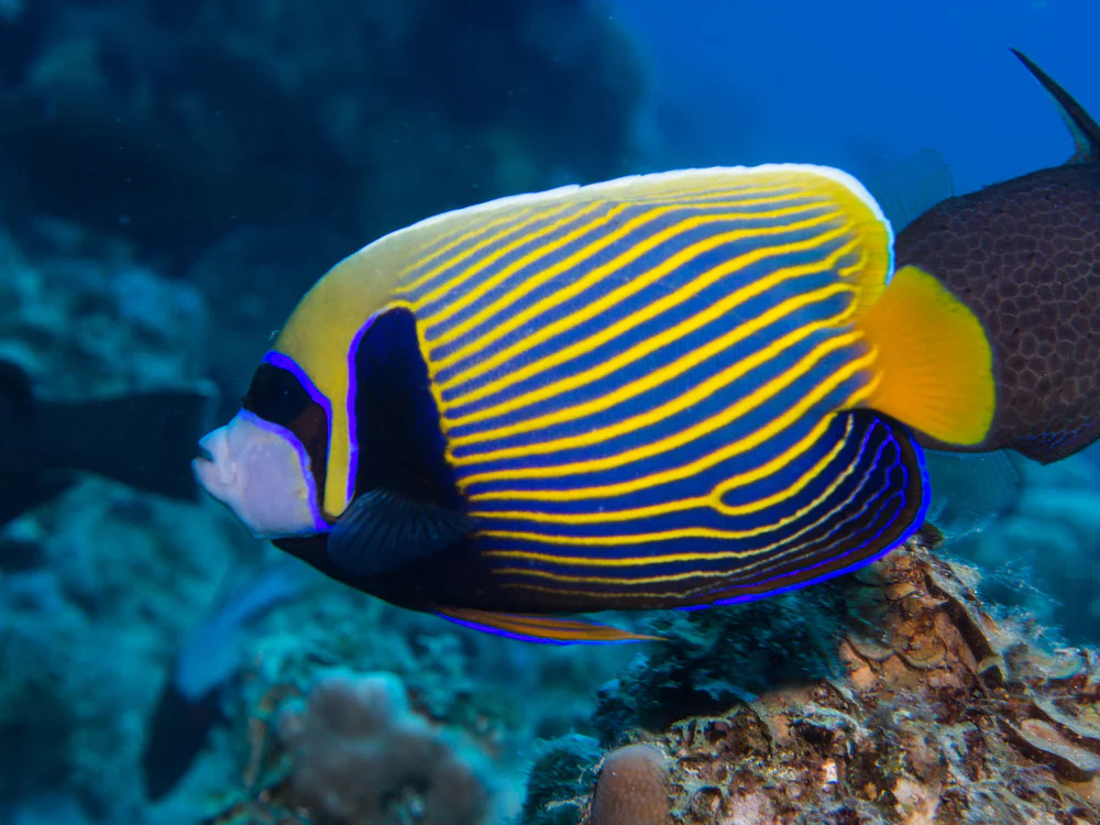 + Emperor Angel *PLEASE CONTACT FOR AVAILABILITY BEFORE ORDERING