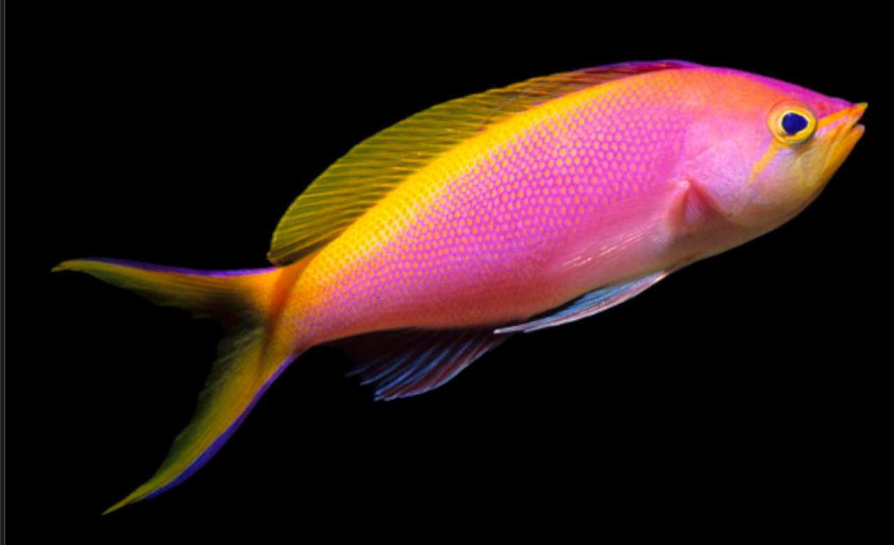 + Bartlett's Anthias: Female