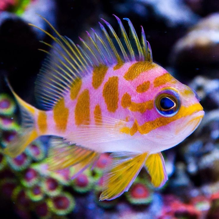 + Borbonius (Blotchy) Anthias