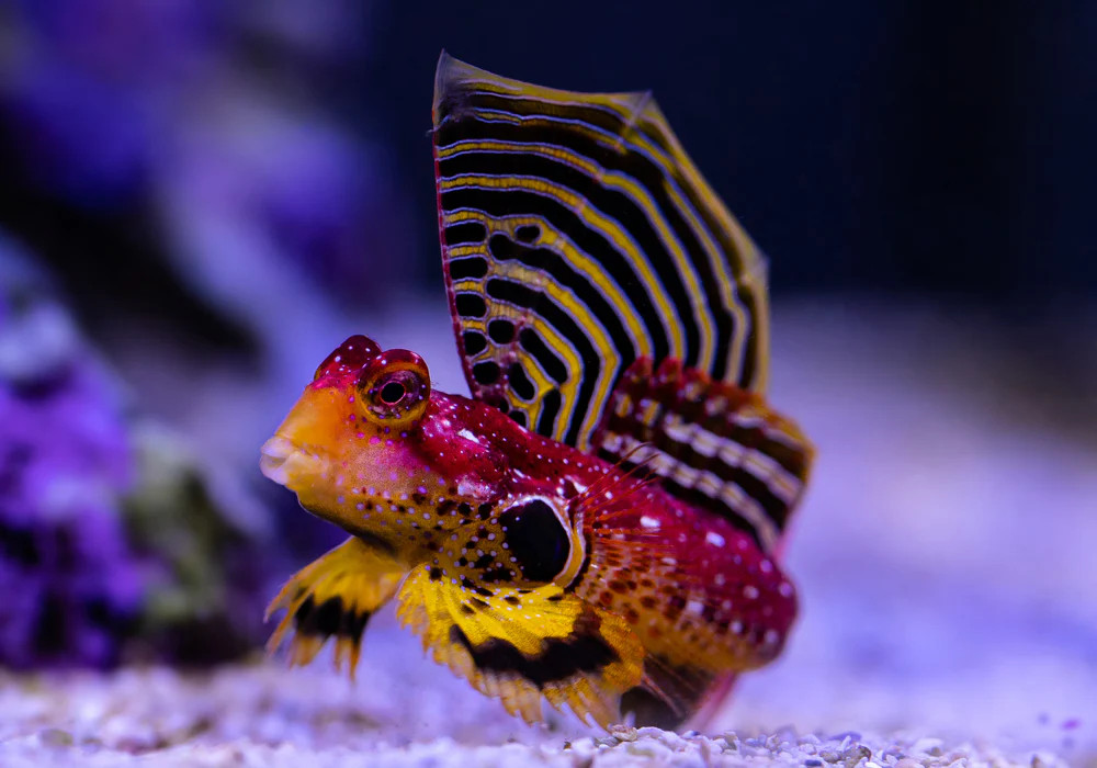 + Ruby Red Dragonette Blenny *PLEASE CONTACT FOR AVAILABILITY BEFORE ORDERING