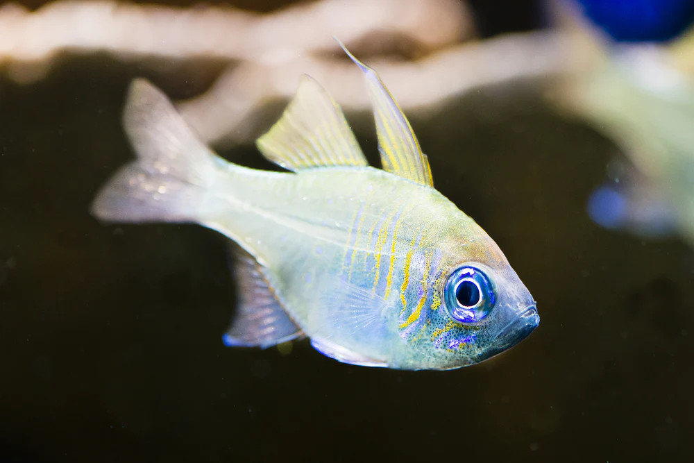 + Glass Cardinal *PLEASE CONTACT FOR AVAILABILITY BEFORE ORDERING