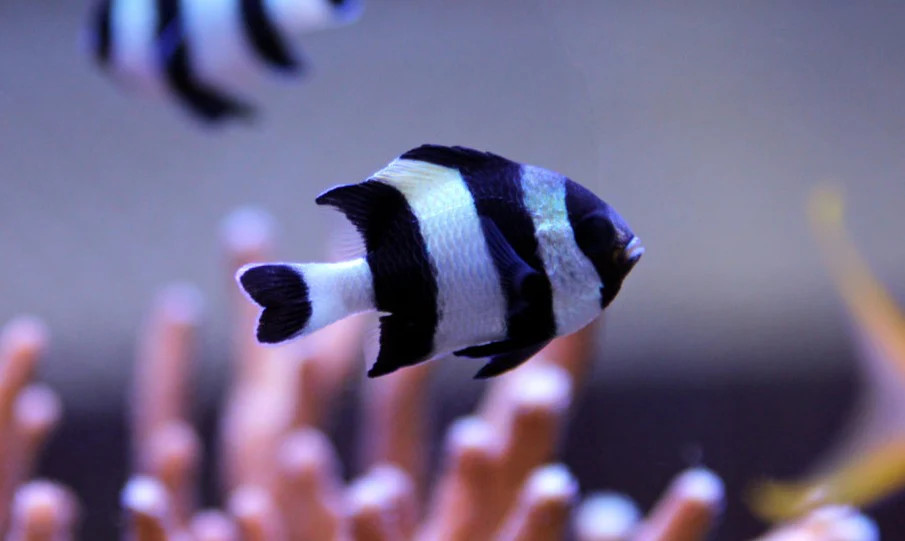 + Four Stripe Damselfish