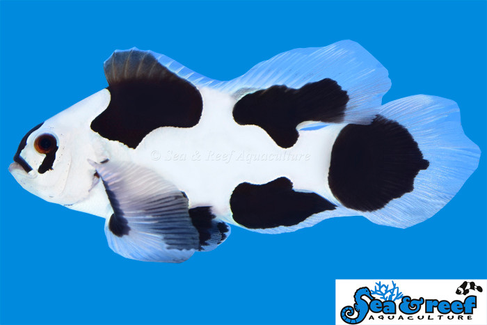 + Longfin Black Storm Clownfish