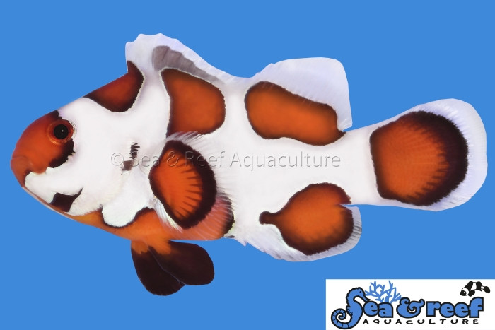 + Orange Storm Clownfish