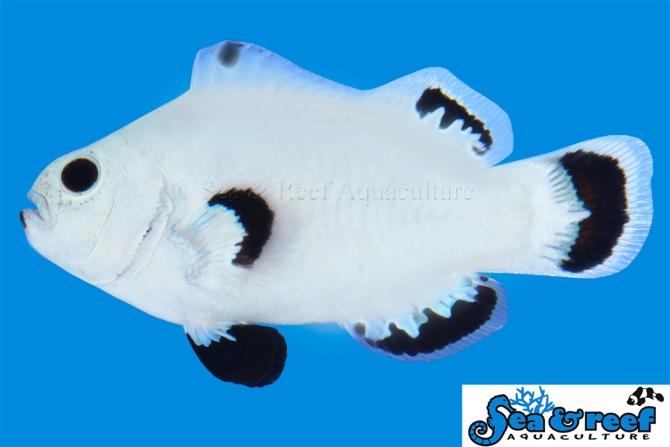 + Snow Storm Clownfish