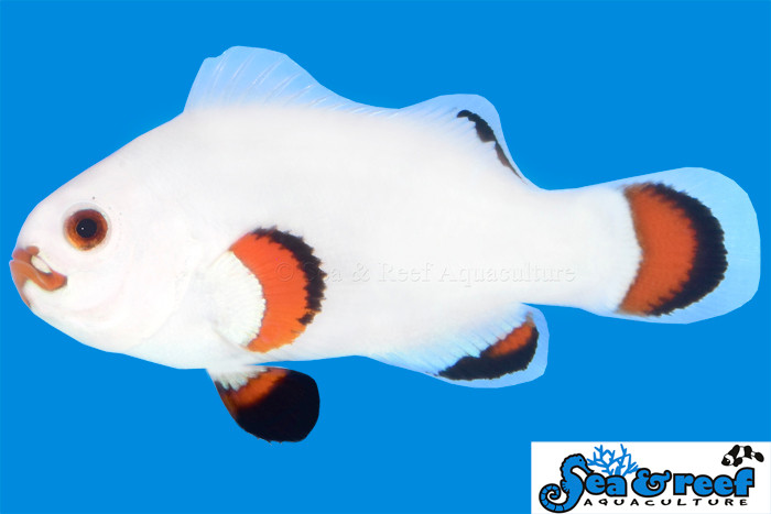 + Solar Storm Clownfish