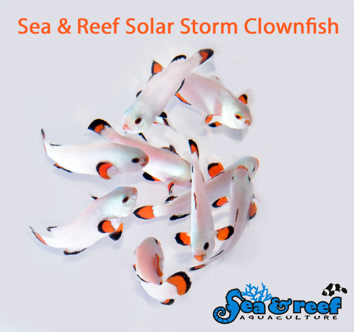 + Solar Storm Clownfish
