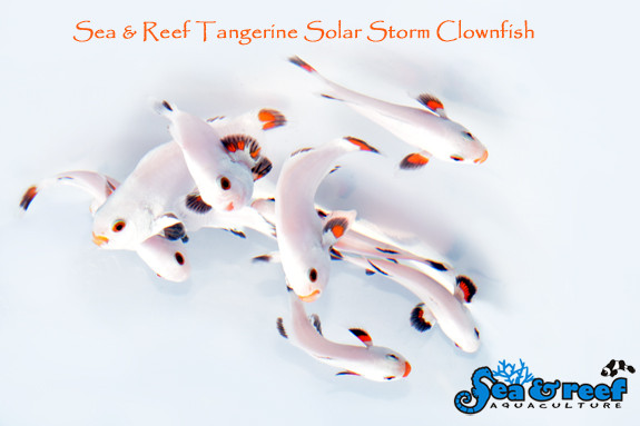 + Tangerine Solar Storm Clownfish *PLEASE CONTACT FOR AVAILABILITY BEFORE ORDERING