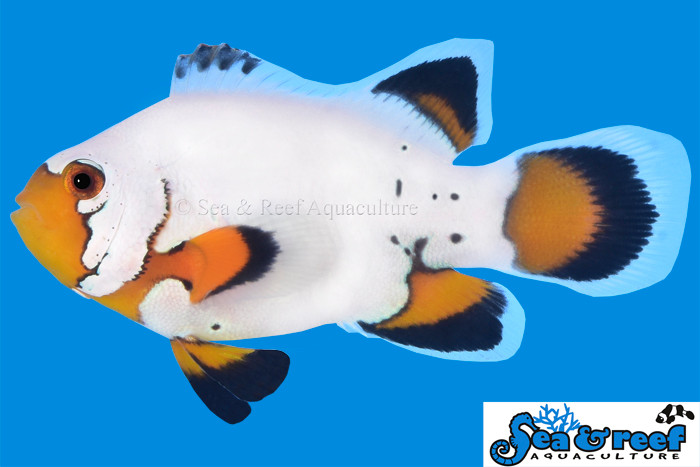 Longfin Flurry Clownfish *PLEASE CONTACT FOR AVAILABILITY BEFORE ORDERING