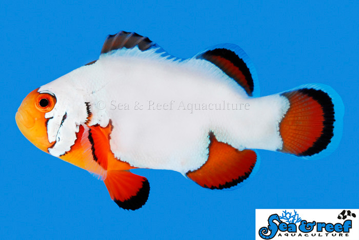 + Ultra Snowflake Clownfish *PLEASE CONTACT FOR AVAILABILITY BEFORE ORDERING