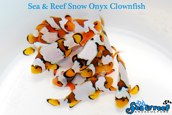 + Snow Onyx Clownfish *PLEASE CONTACT FOR AVAILABILITY BEFORE ORDERING