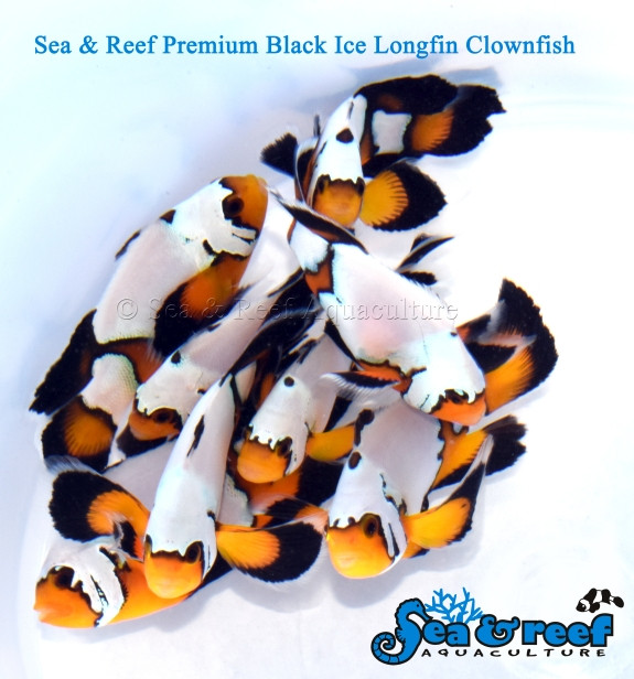 + Longfin Premium Black Ice Clownfish *PLEASE CONTACT FOR AVAILABILITY BEFORE ORDERING