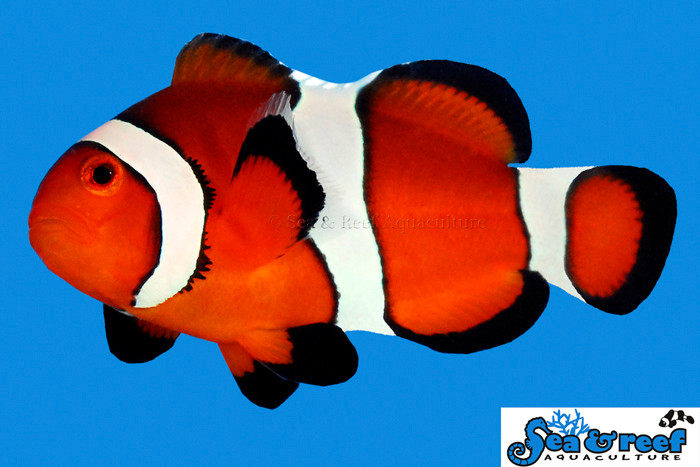+ Ocellaris Clownfish *PLEASE CONTACT FOR AVAILABILITY BEFORE ORDERING