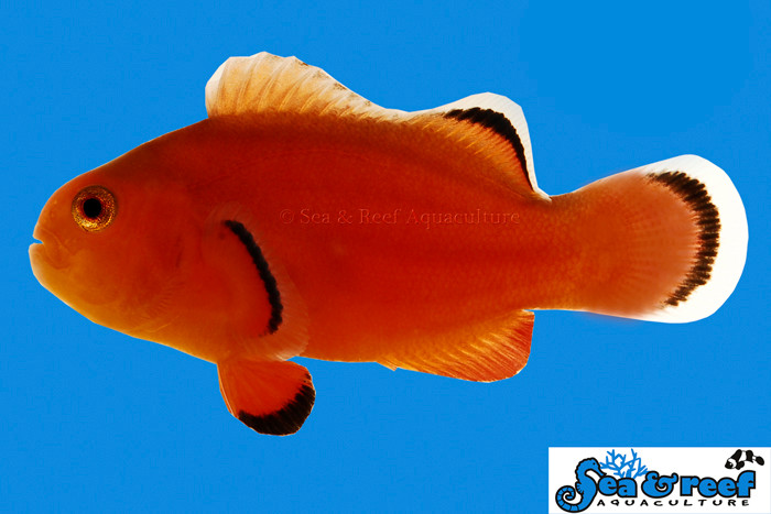 + Naked Clownfish *PLEASE CONTACT FOR AVAILABILITY BEFORE ORDERING