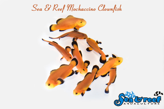 + Mochaccino Clownfish *PLEASE CONTACT FOR AVAILABILITY BEFORE ORDERING