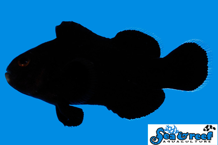 + Midnight Clownfish *PLEASE CONTACT FOR AVAILABILITY BEFORE ORDERING