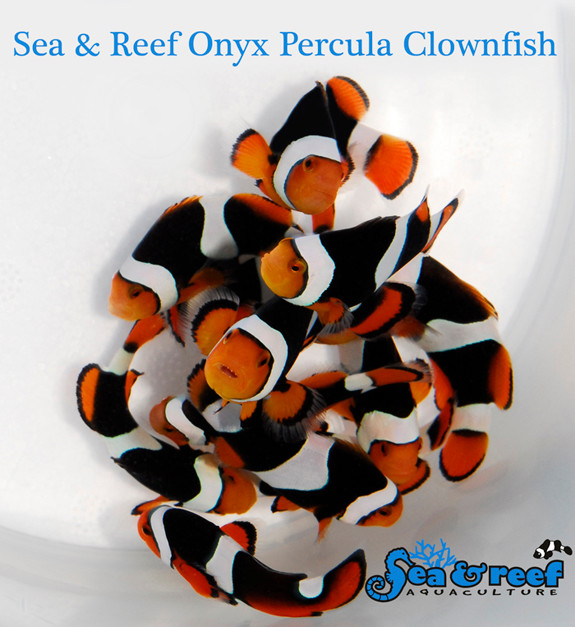 + Onyx (C-Quest line) Clownfish *PLEASE CONTACT FOR AVAILABILITY BEFORE ORDERING