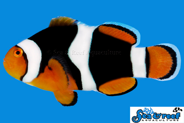 + Onyx (C-Quest line) Clownfish *PLEASE CONTACT FOR AVAILABILITY BEFORE ORDERING