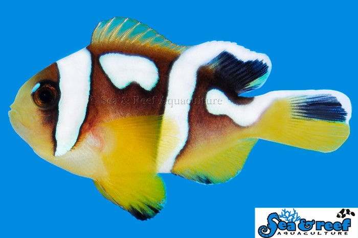 + Spotcinctus Clownfish *PLEASE CONTACT FOR AVAILABILITY BEFORE ORDERING