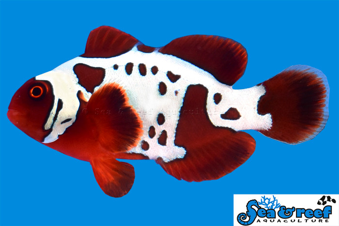 + Gold Lightning Maroon Clownfish *PLEASE CONTACT FOR AVAILABILITY BEFORE ORDERING