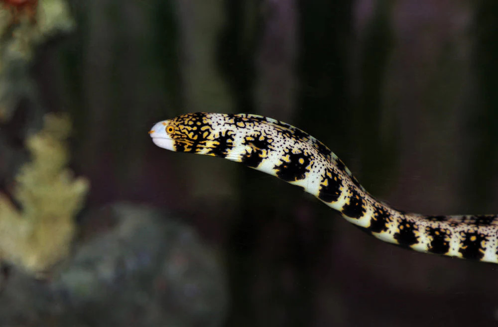 + Snowflake Moray Eel *PLEASE CONTACT FOR AVAILABILITY BEFORE ORDERING