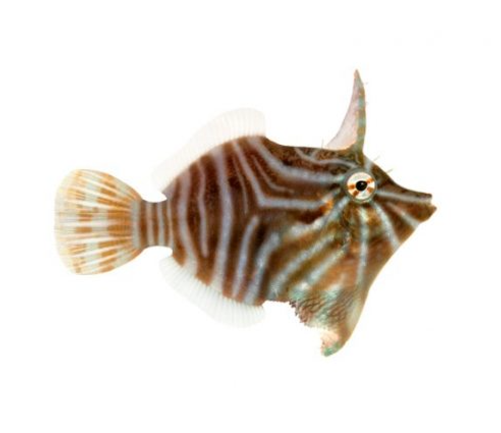 + ORA Radial Filefish: Captive Bred *PLEASE CONTACT FOR AVAILABILITY BEFORE ORDERING