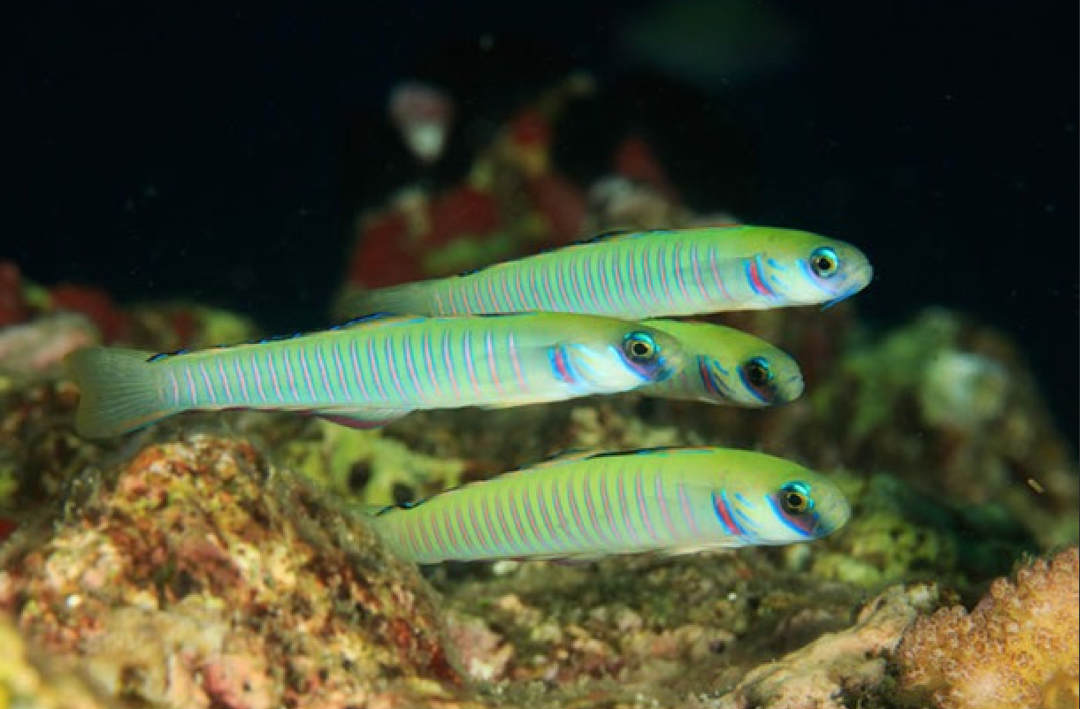+ Zebra Barred Goby *PLEASE CONTACT FOR AVAILABILITY BEFORE ORDERING
