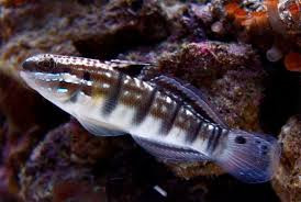 + Sleeper Banded Bullet Goby *PLEASE CONTACT FOR AVAILABILITY BEFORE ORDERING