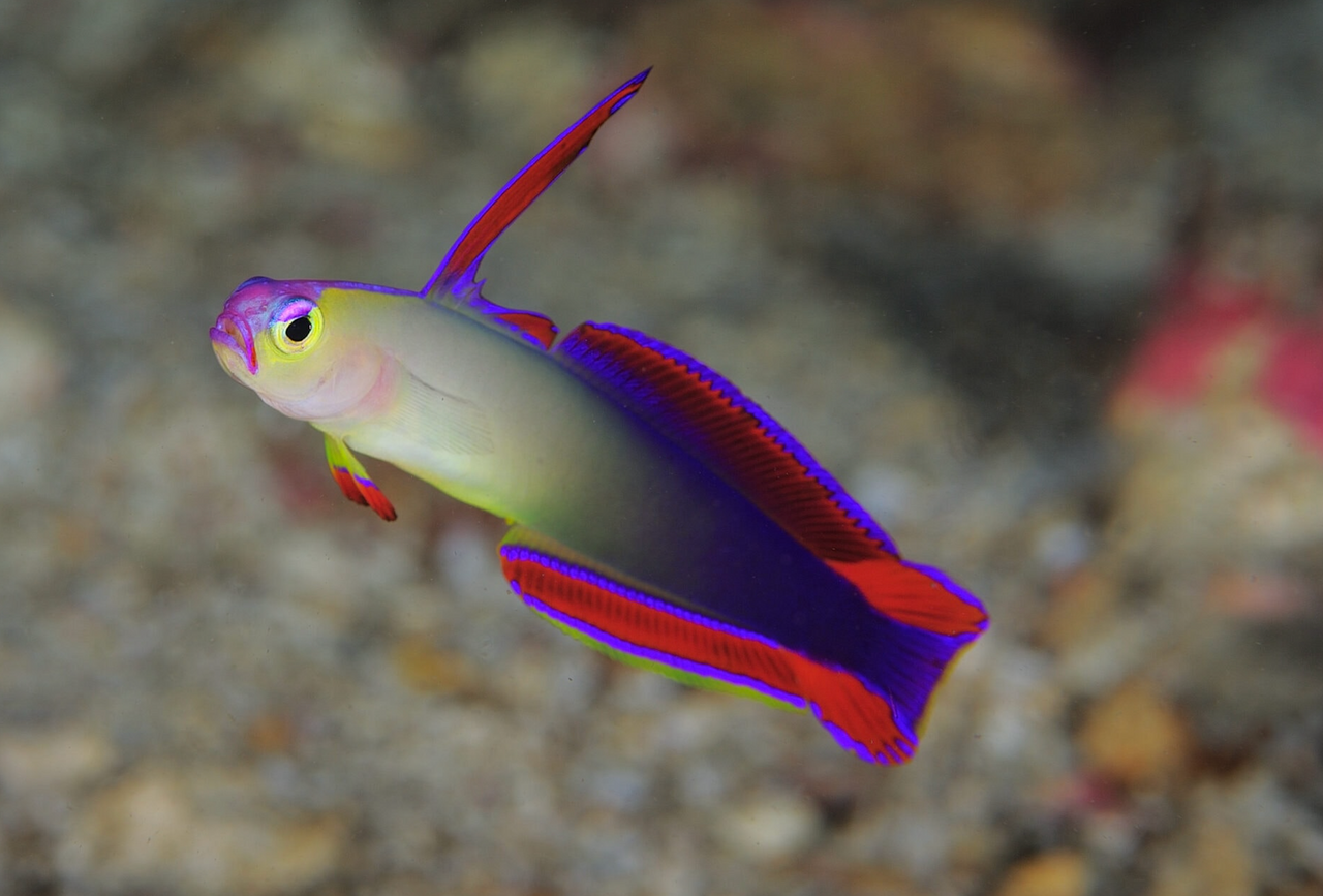 + Purple Firefish Goby