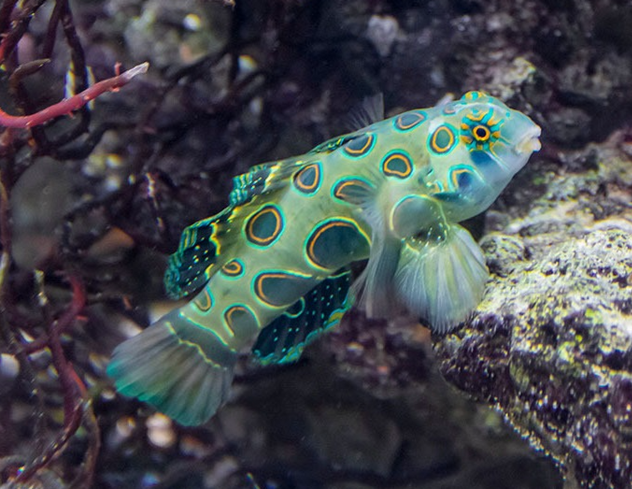 + Yellow (Target) Mandarin Goby *PLEASE CONTACT FOR AVAILABILITY BEFORE ORDERING