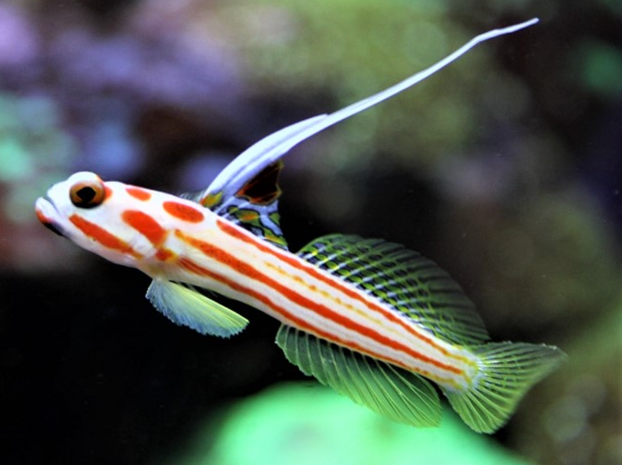 + Yasha Shrimp Goby *PLEASE CONTACT FOR AVAILABILITY BEFORE ORDERING