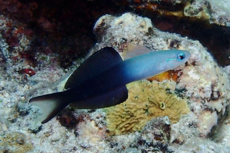 + Scissortail Dartfish Goby *PLEASE CONTACT FOR AVAILABILITY BEFORE ORDERING