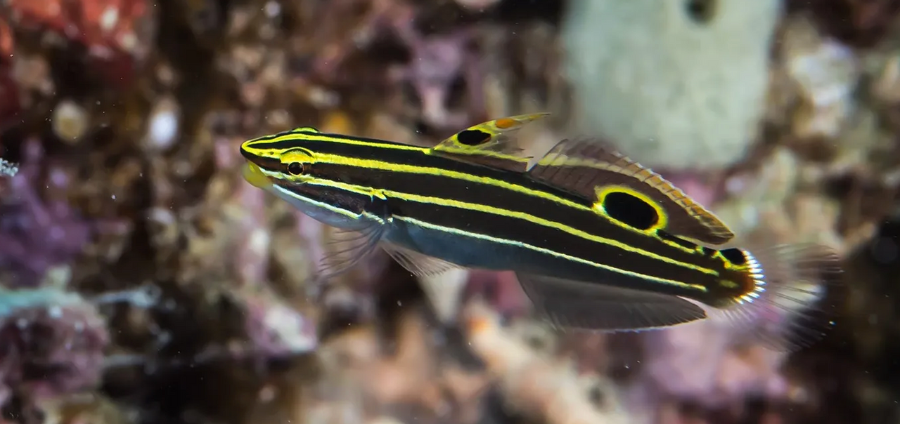 + Hector's Goby *PLEASE CONTACT FOR AVAILABILITY BEFORE ORDERING