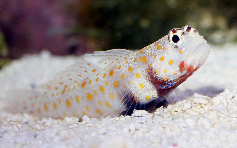 + Orangespot Prawn Goby *PLEASE CONTACT FOR AVAILABILITY BEFORE ORDERING