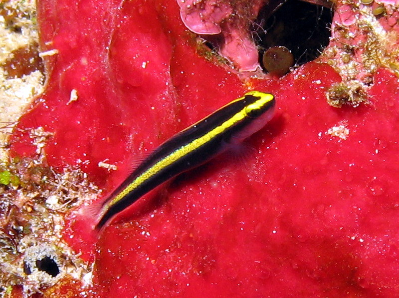 + Yellowstripe Neon Goby *PLEASE CONTACT FOR AVAILABILITY BEFORE ORDERING
