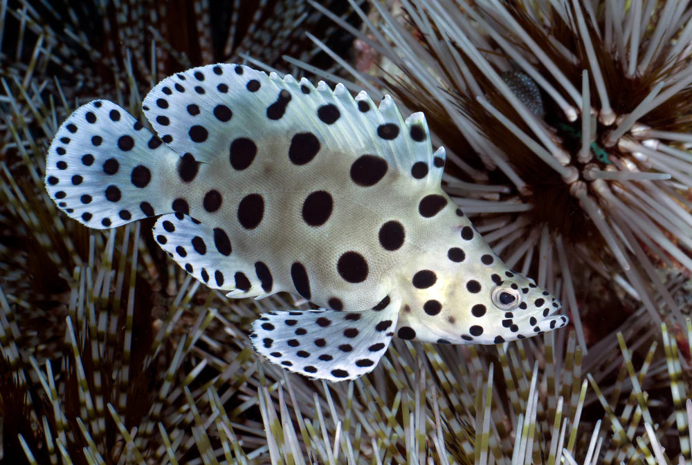 + Panther Grouper; Tank Raised *PLEASE CONTACT FOR AVAILABILITY BEFORE ORDERING