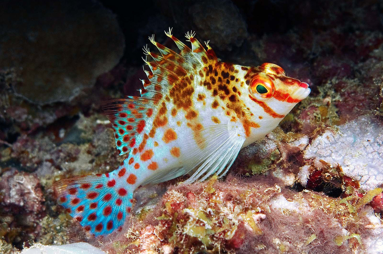 + Falco Hawk *PLEASE CONTACT FOR AVAILABILITY BEFORE ORDERING