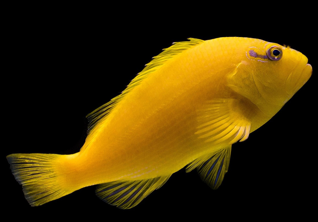 + Golden Hawk Fish *PLEASE CONTACT FOR AVAILABILITY BEFORE ORDERING