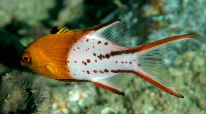 + Lyretail Hogfish *PLEASE CONTACT FOR AVAILABILITY BEFORE ORDERING