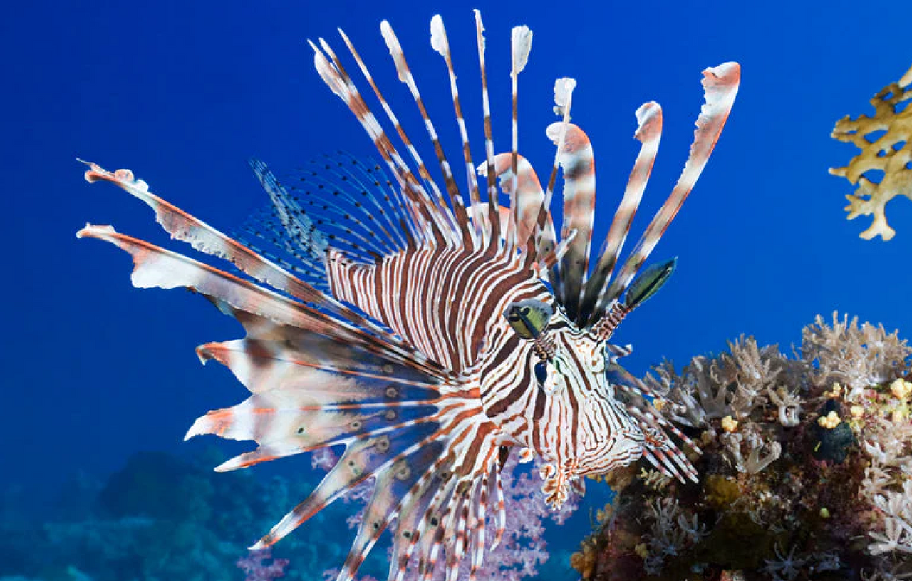 + Volitan Lionfish *PLEASE CONTACT FOR AVAILABILITY BEFORE ORDERING