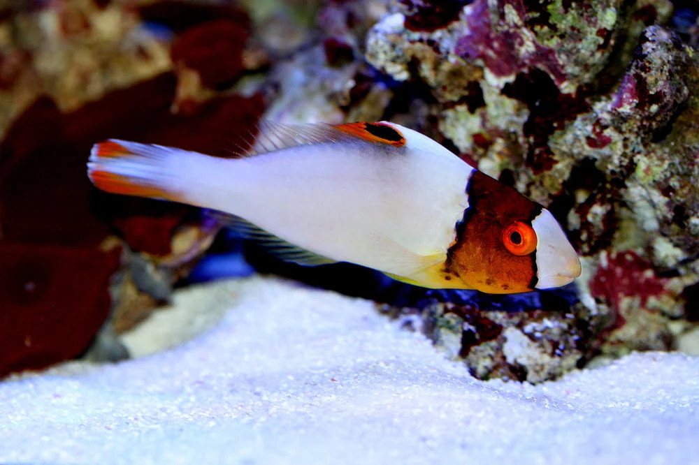 + Bicolor Parrotfish *PLEASE CONTACT FOR AVAILABILITY BEFORE ORDERING
