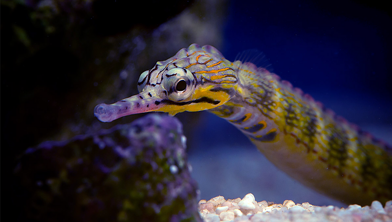 + Dragon Pipefish *PLEASE CONTACT FOR AVAILABILITY BEFORE ORDERING