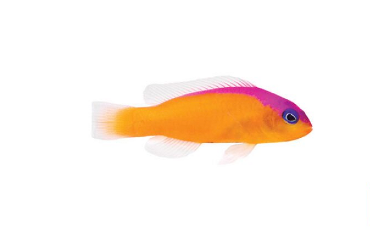 + ORA Tank Raised Diadema Dottyback *PLEASE CONTACT FOR AVAILABILITY BEFORE ORDERING
